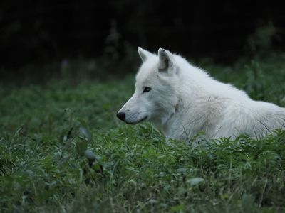 Arctic wolf