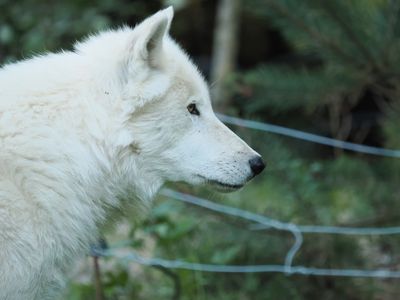 Arctic wolf