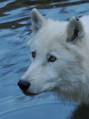 Arctic wolf