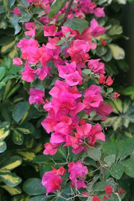 IMG_1749_1.jpg