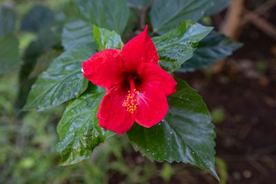 IMG_2016_1.jpg
