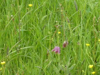 Wilde Kievitsbloem