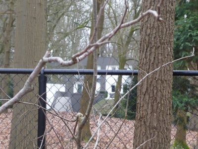 Bossen bij 't Harde