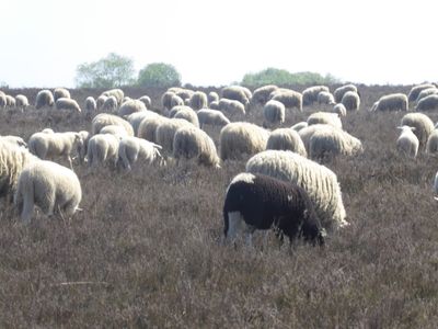 Ermelosche Heide