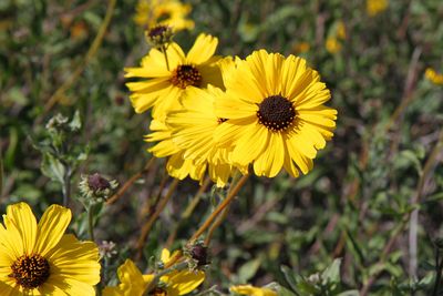 IMG_4240.jpg