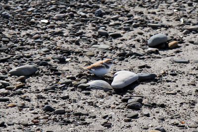 IMG_4275.jpg