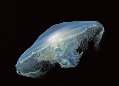 _DSC6137_72pi.jpg