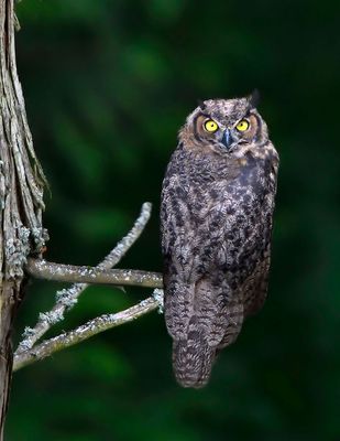 Owl_0554_72pi.jpg
