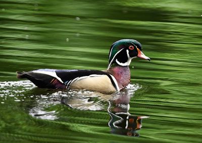Wood_Duck_9077_1000p.jpg