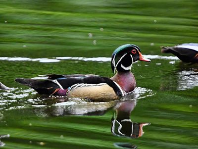 Wood_Duck_9083_1000p.jpg