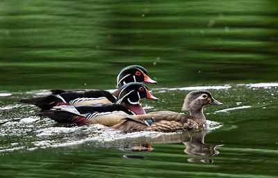 Wood_Duck_9112_1000p.jpg