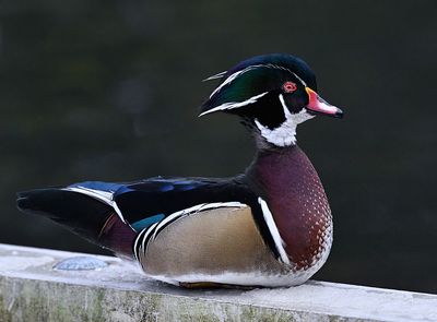 Wood_Duck_5839_1000p.jpg