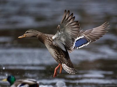 Duck_5552p_1000p.jpg