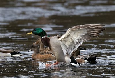 Mallard_5596p_1000p.jpg