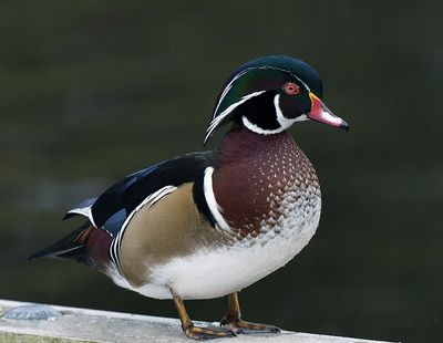 Wood_Duck_5618p_1000p.jpg