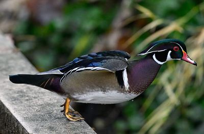 Wood_Duck_7721_1000p.jpg