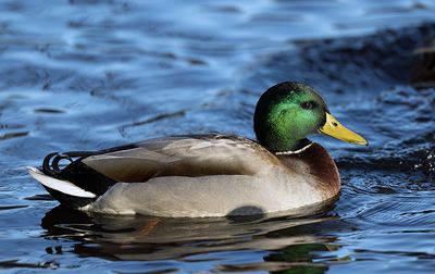 Mallard_7834_1000p.jpg