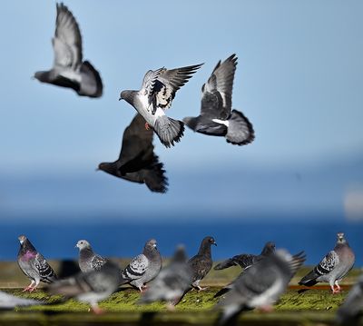Pigeons_8491_1000p.jpg