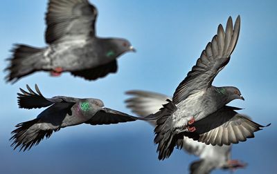 Pigeons_8380_1000p.jpg