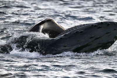 Humpback_1604_1000p.jpg