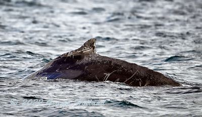 Humpback_4387_1000p.jpg