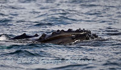 Humpback_4867_1000p.jpg