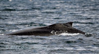 Humpback_6751_1000p.jpg