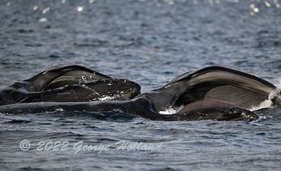 Humpback_feeding_4503_1000p.jpg