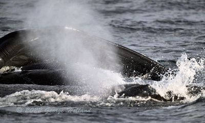 Humpbacks_5167_1000p.jpg