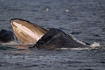 Humpbacks_Feeding_3828_1000p.jpg