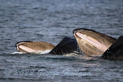 Humpbacks_Feeding_3832b_1000p.jpg