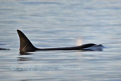 Orcas_7798_1000p.jpg