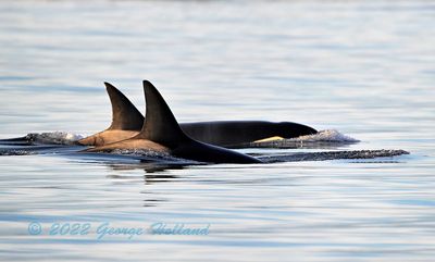 Orcas_7922b_1000p.jpg