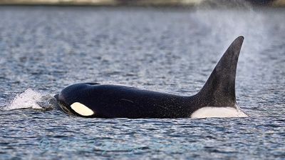 Orcas_San_Juan_03152023_72pi_01.jpg