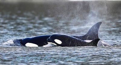 Orcas_San_Juan_03152023_72pi_03.jpg