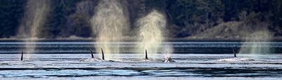 Orcas_San_Juan_03152023_72pi_19.jpg