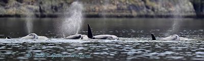 Orcas_San_Juan_03152023_72pi_21.jpg