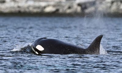 Orcas_San_Juan_03152023_72pi_24.jpg