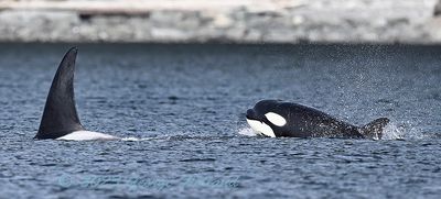 Orcas_San_Juan_03152023_72pi_25.jpg