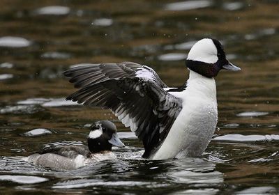 Bufflehead 2580-t 1000p.jpg