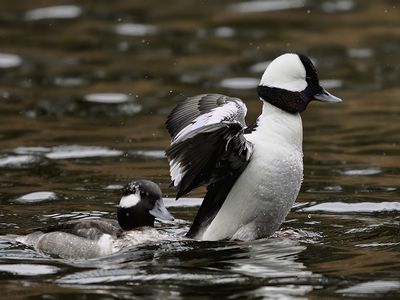 Bufflehead 2581 1000p.jpg