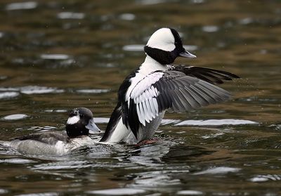 Bufflehead 2582 1000p.jpg