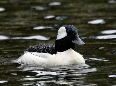 Bufflehead 3159 1000p.jpg