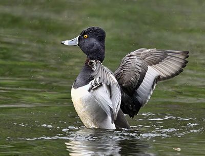 Ring-necked Duck_1863_1000p.jpg