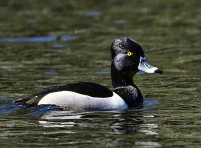 Ring_Neck_Duck_3188_1000p.jpg