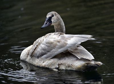 Trumpeter Swan 2491 1000p.jpg