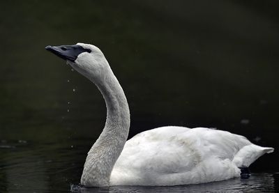 Trumpeter Swan 3056 1000p.jpg