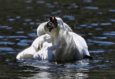 Trumpeter_Swan_3207t_1000p.jpg