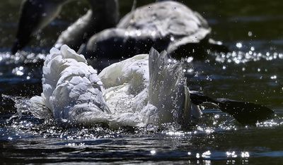 Trumpeter_Swan_3280t_1000p.jpg