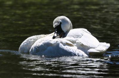 Trumpeter_Swan_3317t_1000p.jpg